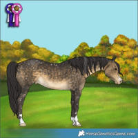 Horse Color:Buckskin Appaloosa 