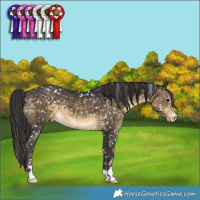 Horse Color:Buckskin Appaloosa