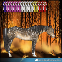 Horse Color:Buckskin Snowflake Varnish 