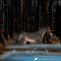 Horse Color:Brown Tobiano Rabicano 
