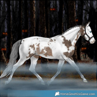 Horse Color:White Spotted Brown Dun Splash Tobiano Blanket Rabicano