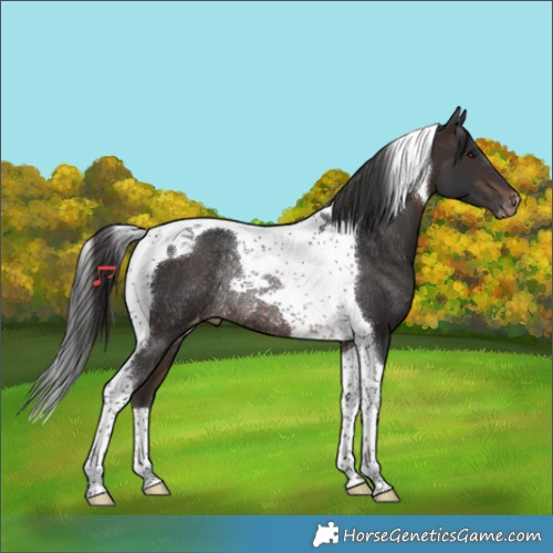 Horse Color:Brown Tobiano Varnish Rabicano 