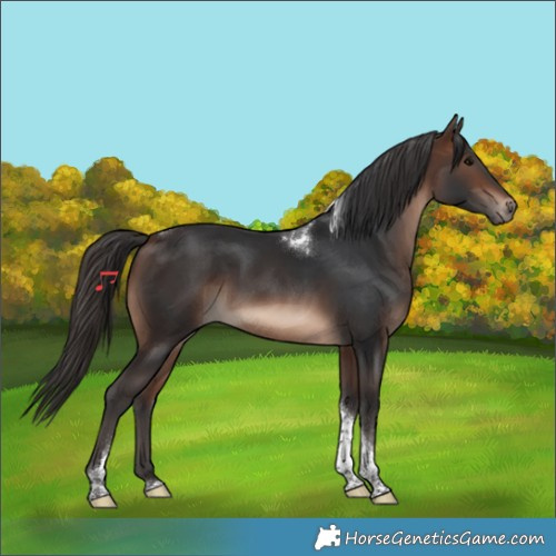 Horse Color:Brown Tobiano Rabicano