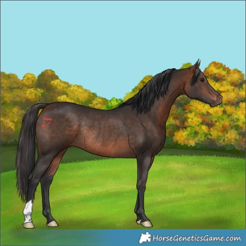 Horse Color:Bay Rabicano 