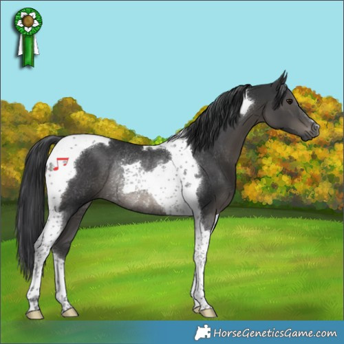 Horse Color:Black Tobiano Rabicano 
