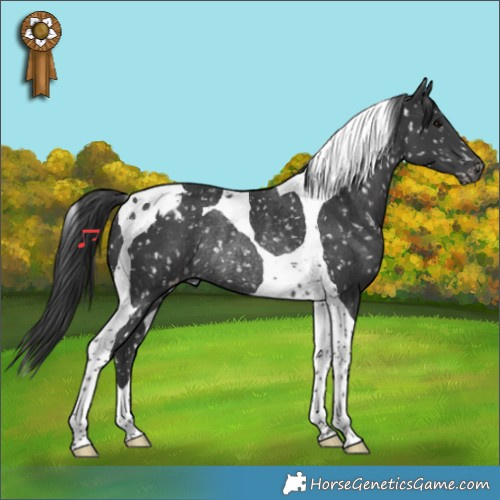 Horse Color:Black Tobiano Appaloosa Rabicano 