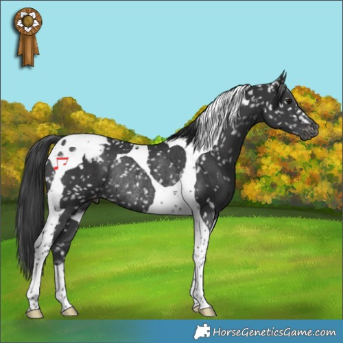 Horse Color:Black Tobiano Snowflake Varnish Rabicano 