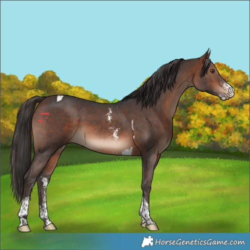 Horse Color:Brown Sabino Tobiano 