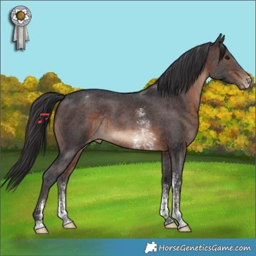 Horse Color:Brown Sabino Appaloosa Rabicano