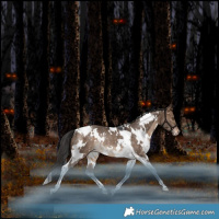 Horse Color:White Spotted Bay Dun Tobiano Snowflake VarnishRabicano