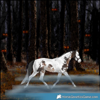 Horse Color:White Spotted Brown Splash Tobiano Appaloosa Rabicano 