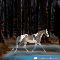 Horse Color:Bay Dun Splash Tobiano Varnish Rabicano 