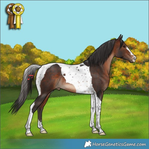 Horse Color:Brown Tobiano Rabicano 