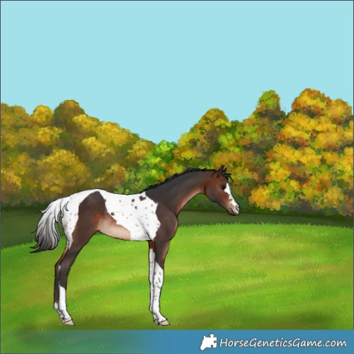 Horse Color:Brown Tobiano Rabicano 