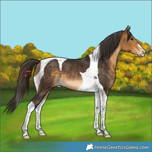 Horse Color:Buckskin Tobiano 