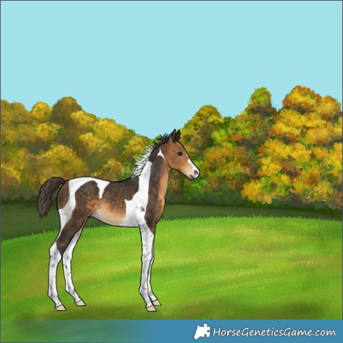 Horse Color:Buckskin Tobiano 