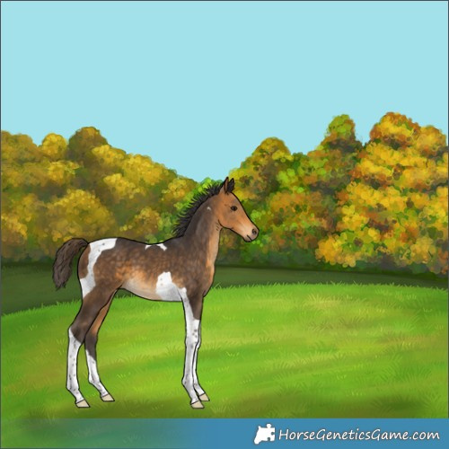 Horse Color:Buckskin Tobiano 