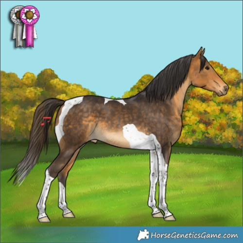 Horse Color:Buckskin Tobiano 