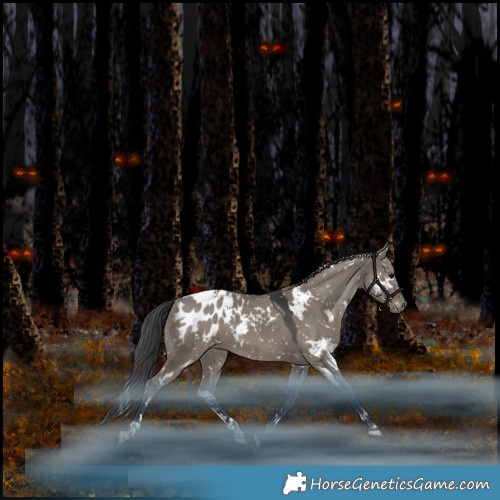 Horse Color:White Spotted Grullo Appaloosa Rabicano 