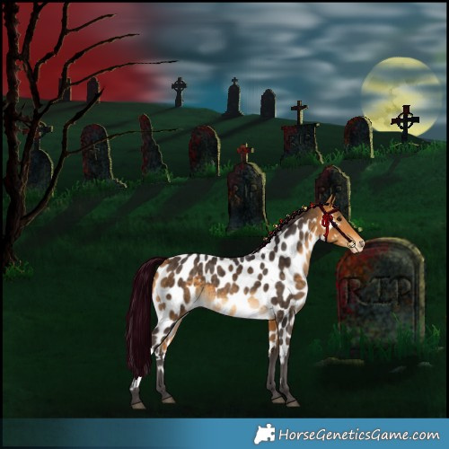 Horse Color:Buckskin Skewed Appaloosa 