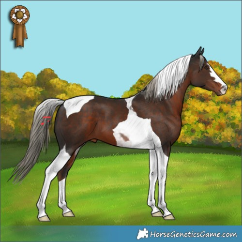Horse Color:Liver Chestnut Tobiano 