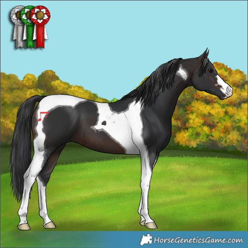 Horse Color:Brown Tobiano
