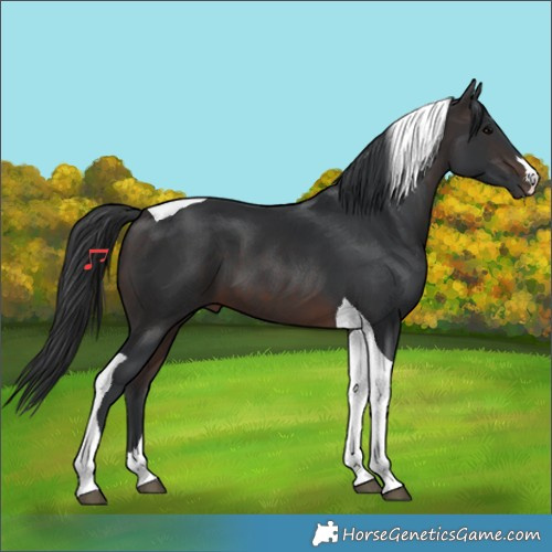 Horse Color:Brown Tobiano