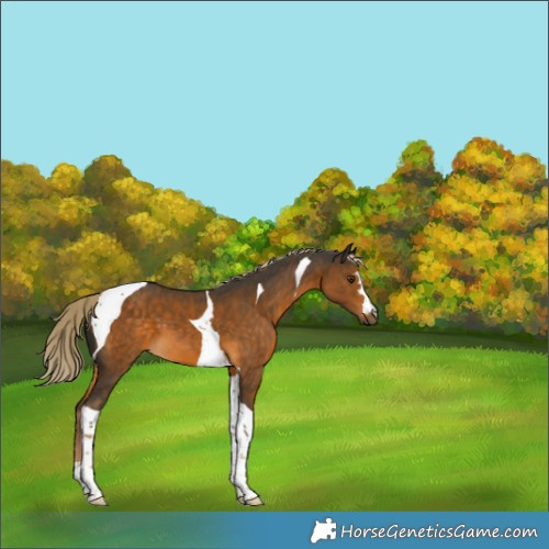 Horse Color:Chocolate Palomino Tobiano 
