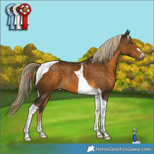 Horse Color:Chocolate Palomino Tobiano 