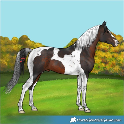 Horse Color:Brown Tobiano 