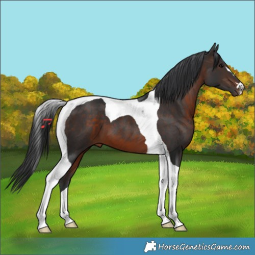 Horse Color:Brown Tobiano 