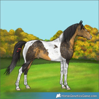 Horse Color:Buckskin Tobiano 