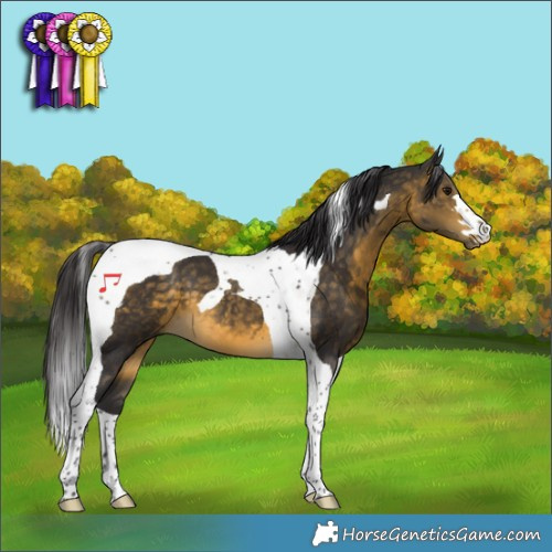 Horse Color:Buckskin Tobiano