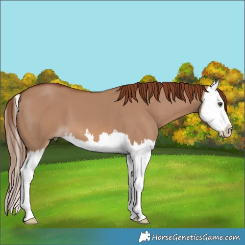 Horse Color:Red Dun Splash 
