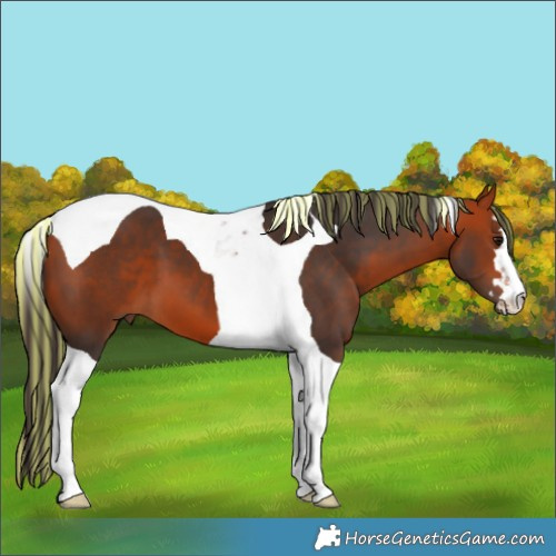 Horse Color:Painted Bay Tobiano 