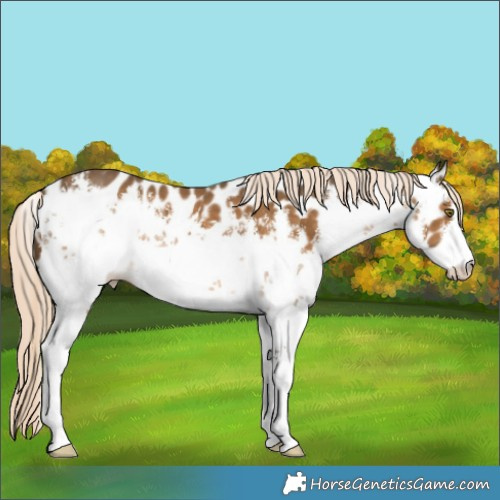 Horse Color:White Spotted Chocolate Palomino Appaloosa 