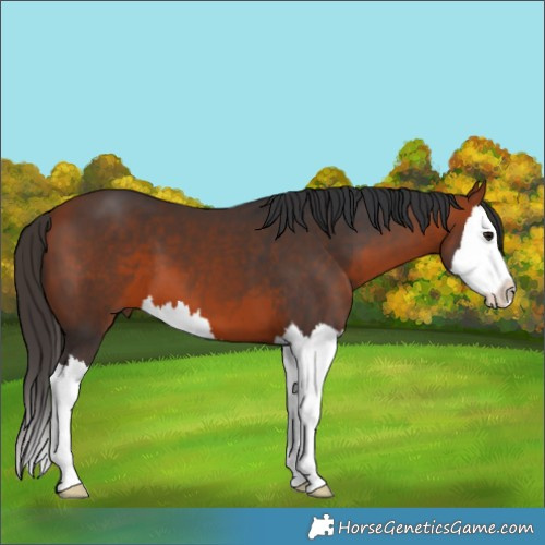 Horse Color:Bay Splash 
