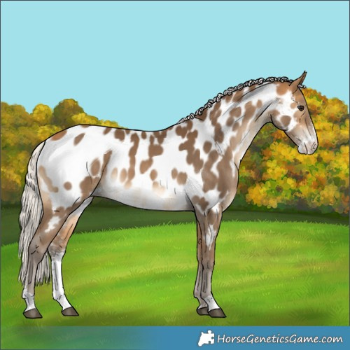 Horse Color:Silver Buckskin Sabino Appaloosa 