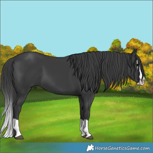 Horse Color:Black Splash 