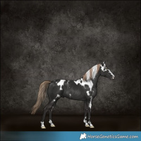Horse Color:Liver Chestnut Skewed Appaloosa 
