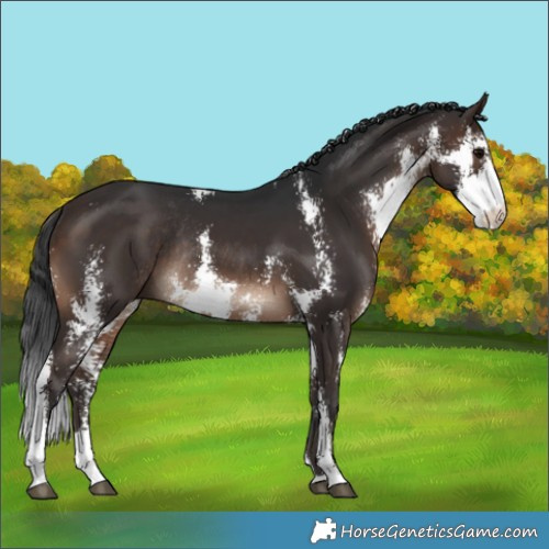 Horse Color:Brown Sabino Rabicano
