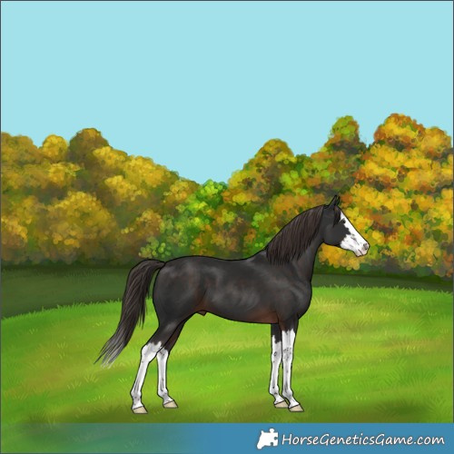 Horse Color:Liver Chestnut Splash 
