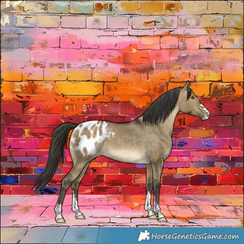 Horse Color:Buckskin Dun Appaloosa