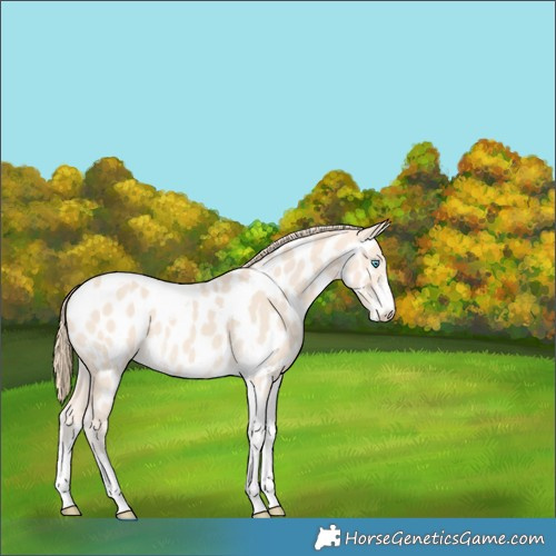 Horse Color:Perlino Sabino Tobiano Appaloosa 