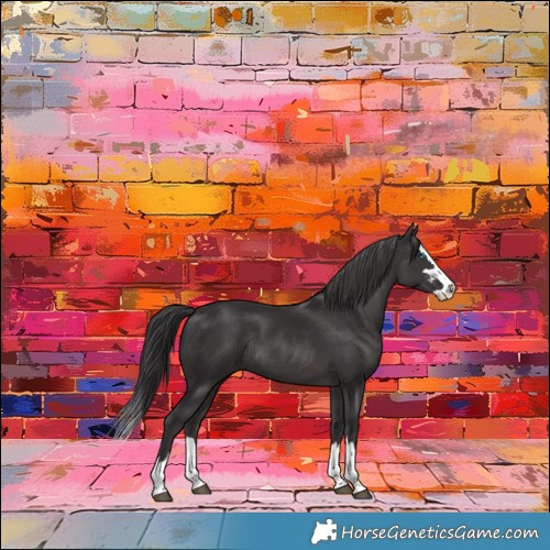 Horse Color:Smoky Black Splash Rabicano
