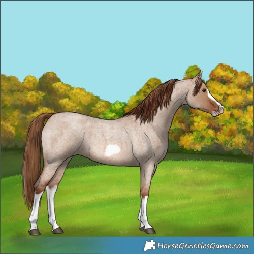 Horse Color:Red Dun Roan Splash Frame Rabicano 