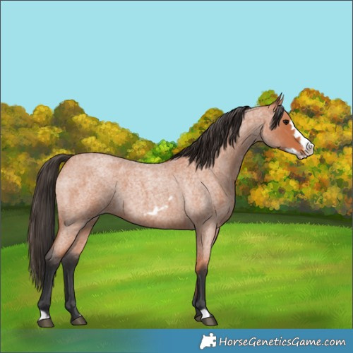 Horse Color:Bay Roan Frame 