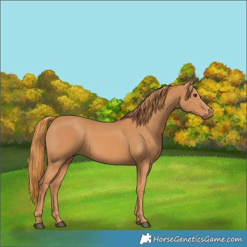 Horse Color:Chestnut Frame 