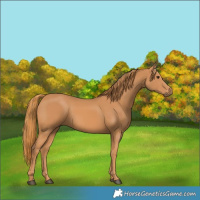 Horse Color:Chestnut Frame
