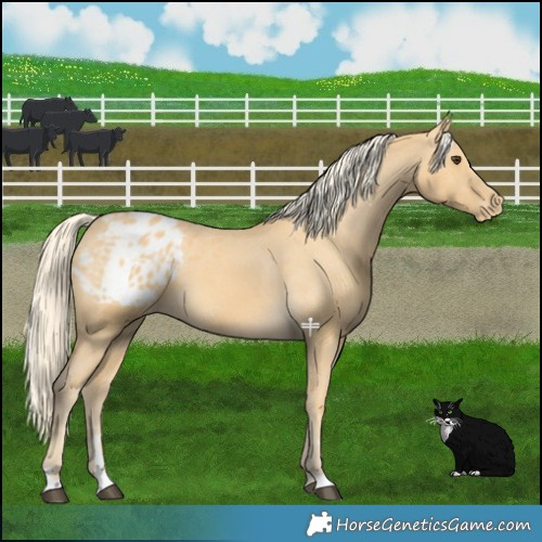 Horse Color:Palomino Blanket 